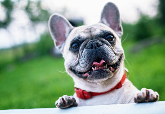 Pet Collar
